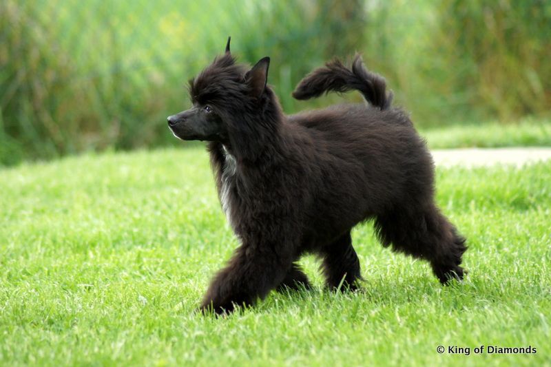 Frodo King of Diamonds