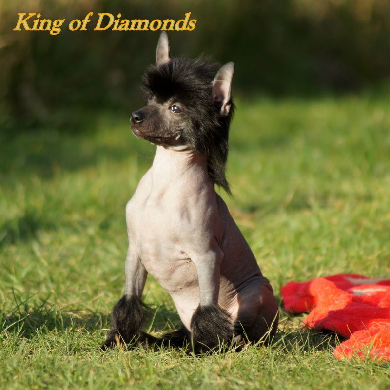 Fiona King of Diamonds