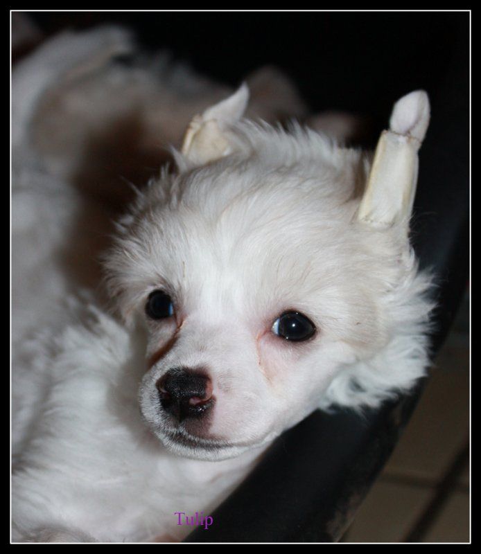 Tempelhüter's Tulip