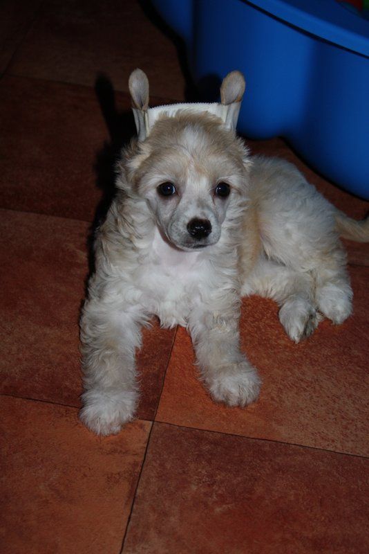 Tempelhüter's Trouble