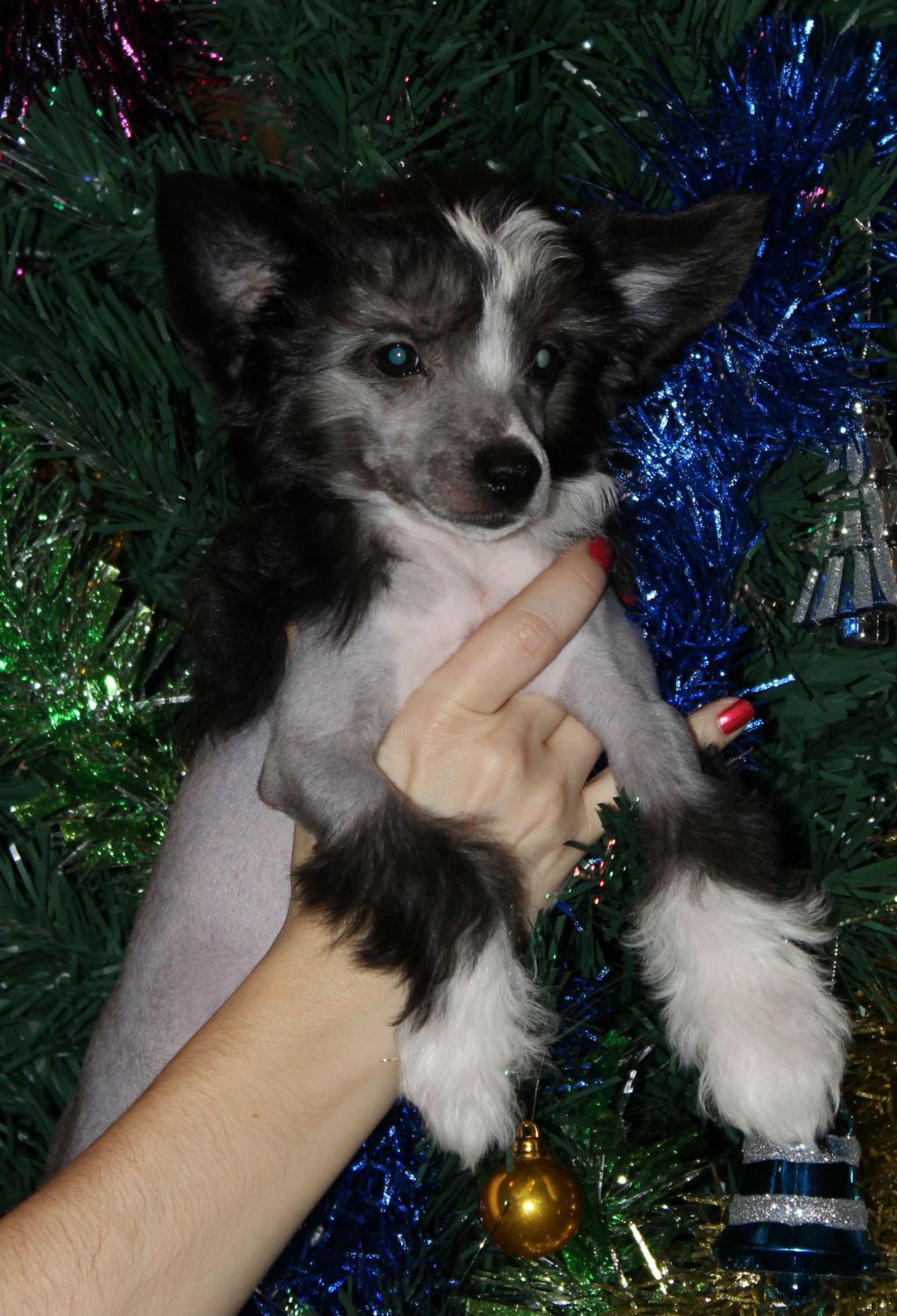 Aviland Dominika