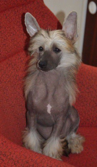 Edward Gullen Milfra-Moravia