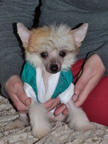 Elli Rosse Milfra-Moravia