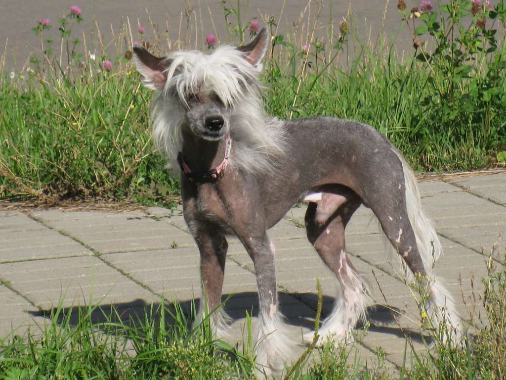 Shelcovij Shlejf Ametist Akela