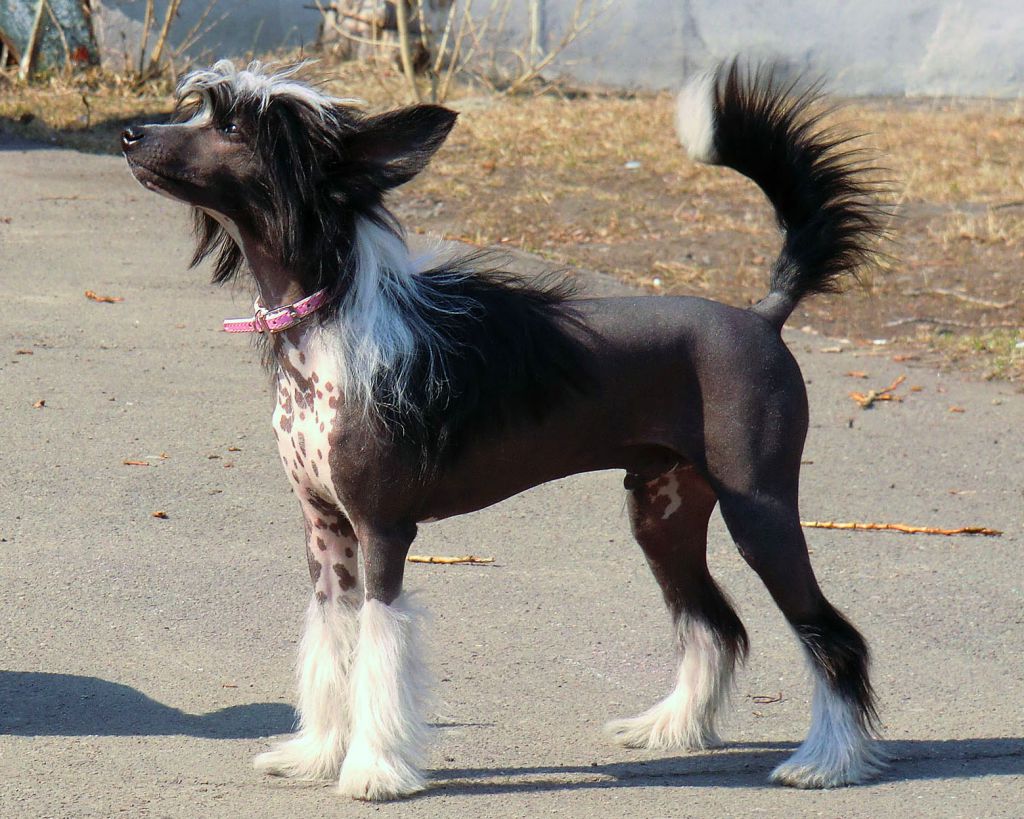 Baikal Dream Black Brilliant