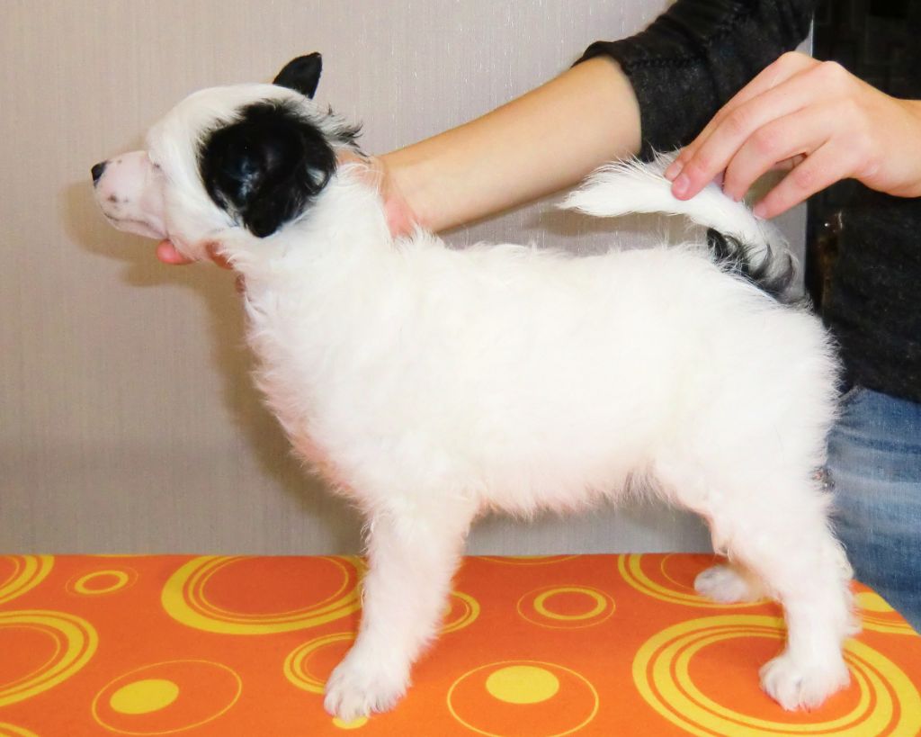 Baikal Dream Businka