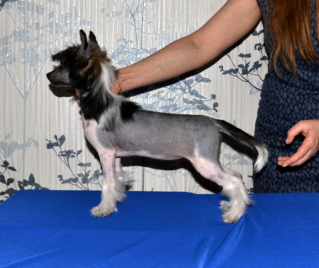 Marvi's-Stile Mia Fiaru