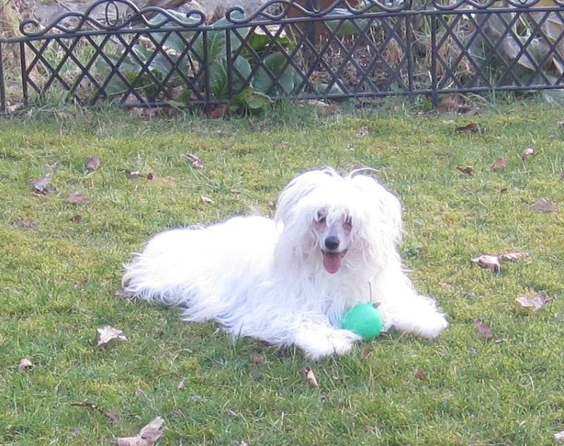 Qitura von den Windpferden