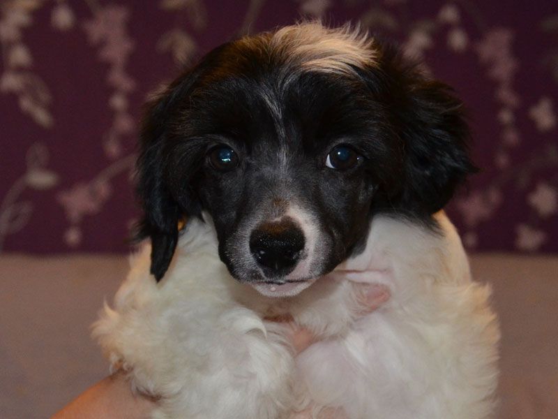 Moonlilys Charming Cleopatra