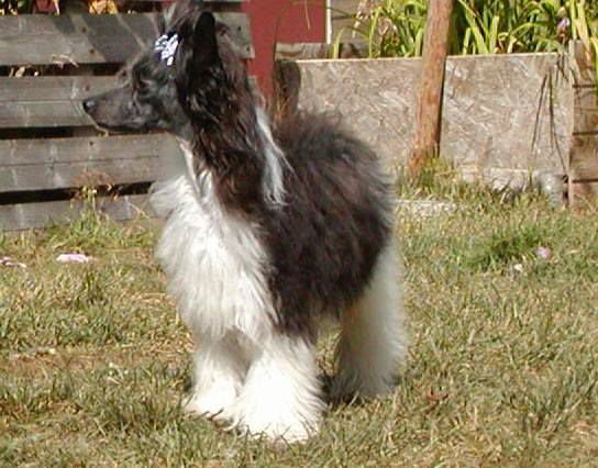 Moonlilys Candyheart Cane