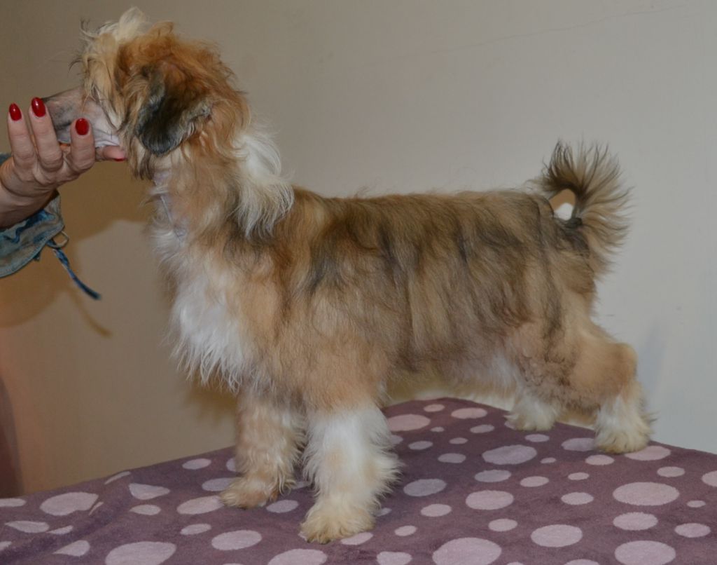 GOLLEND Iskra Yuzhnoi Krasoty