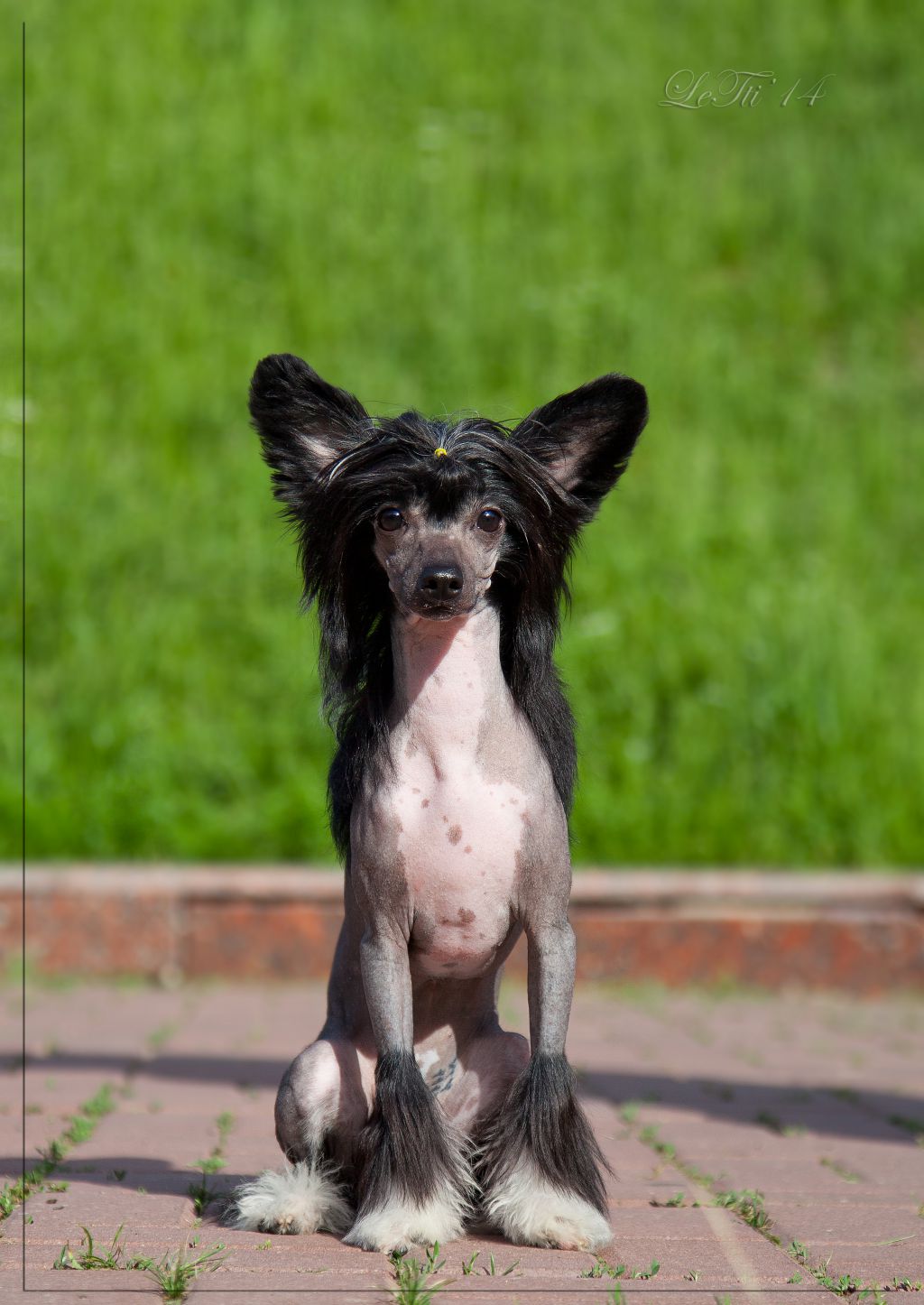 Fiery Fame Evlampiya