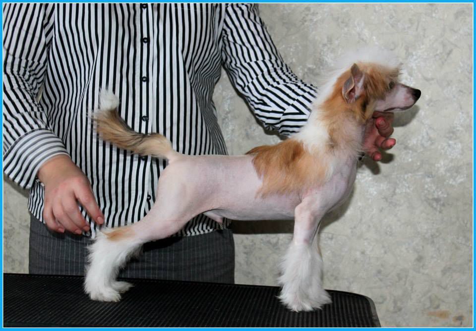 Lapush ot Volnogo Psa