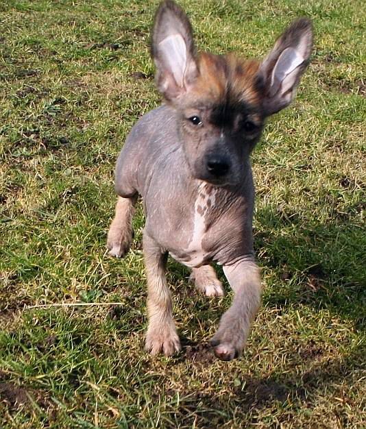 Be My Dog's Innocent Child