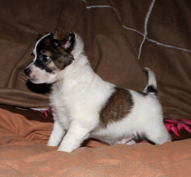 Be My Dog's It's Not My Job