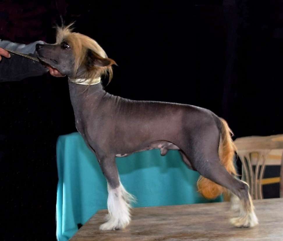 Be My Dog's It Must Be Sunday