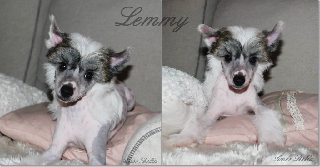 Amor Bella's At The Beginning