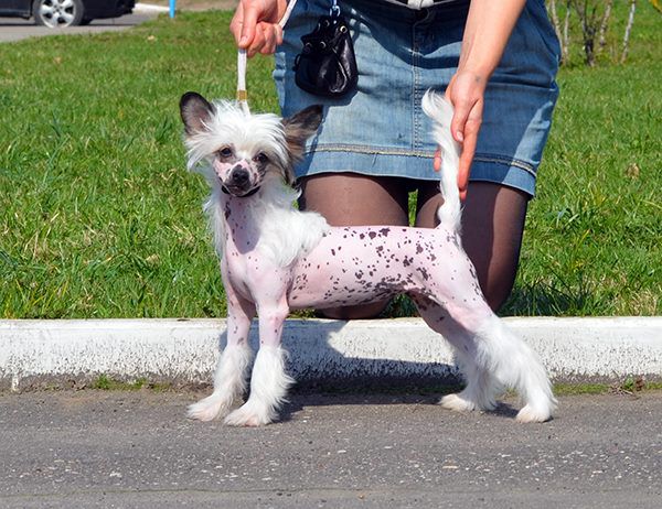 Viva La Diva Winning Smile