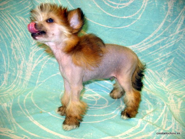 Aretxagako Ametsa Castro