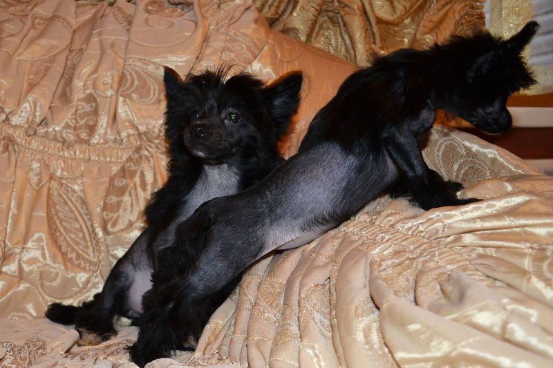 Vellar Pljus Kapalba