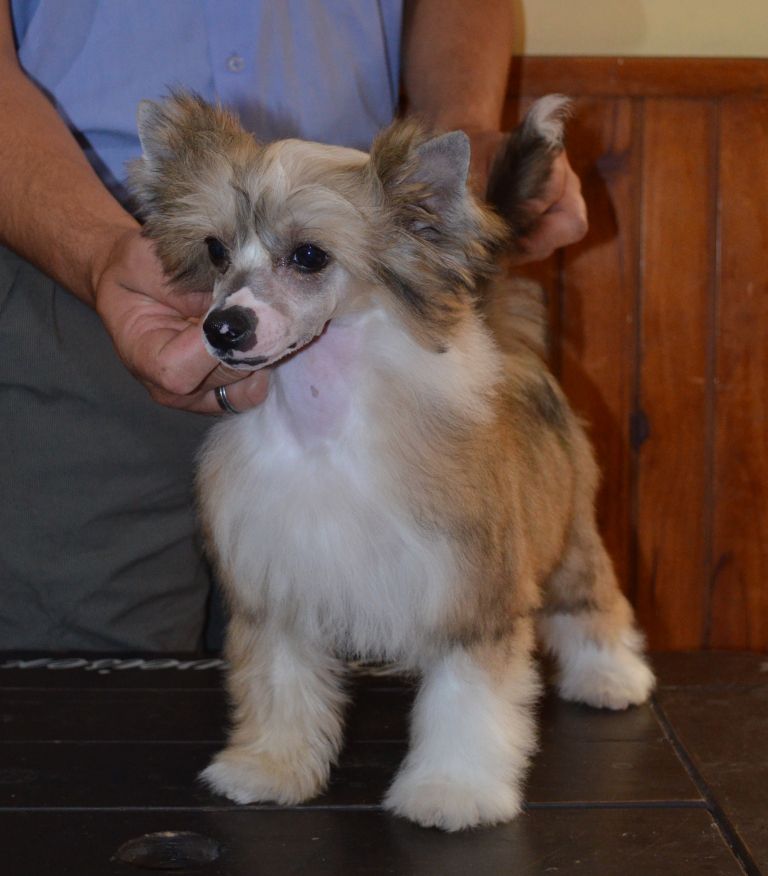 Blue'n Hot Powderp Falazairroo