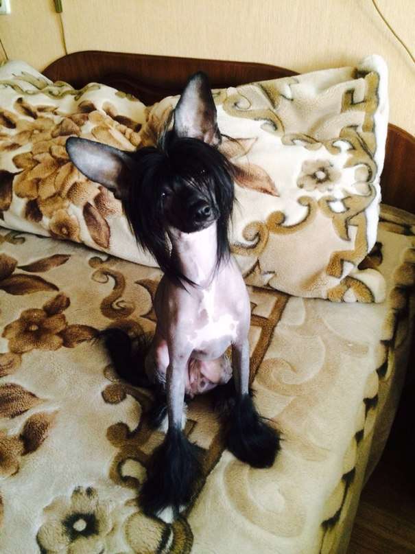 Volshebnaja Loshadka Iskra