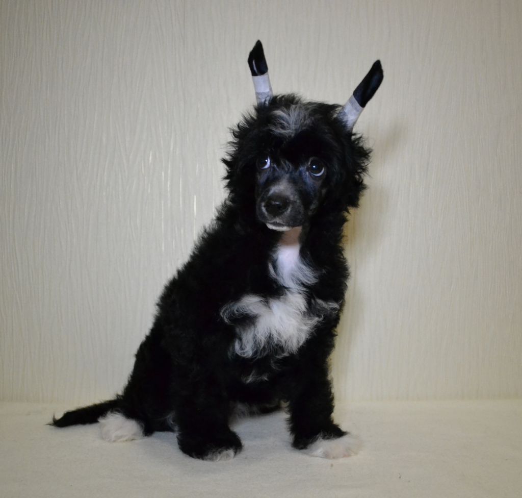 Volshebnaja Loshadka Isabelle