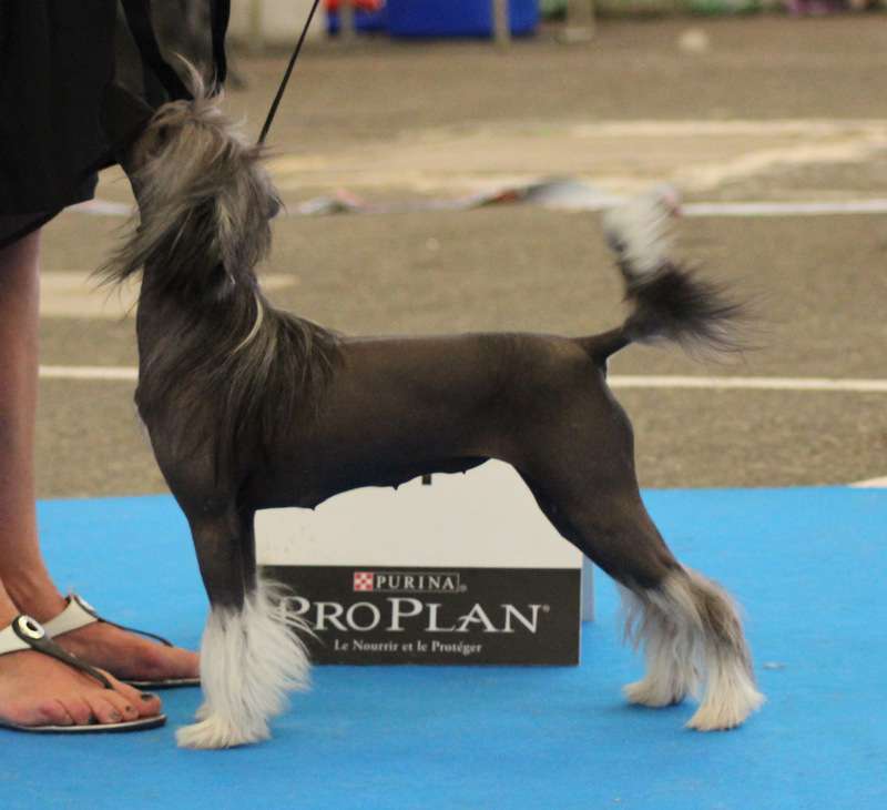 i'm the little black star