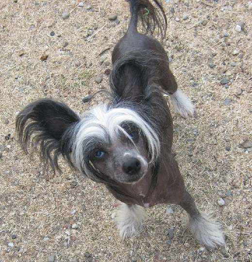 Cat's China Dogs Top Talent