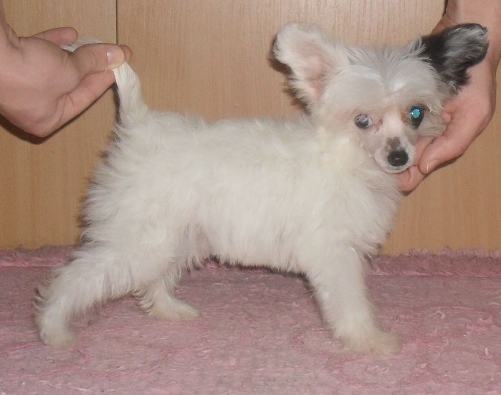 Beneficia Non Obtruduntur