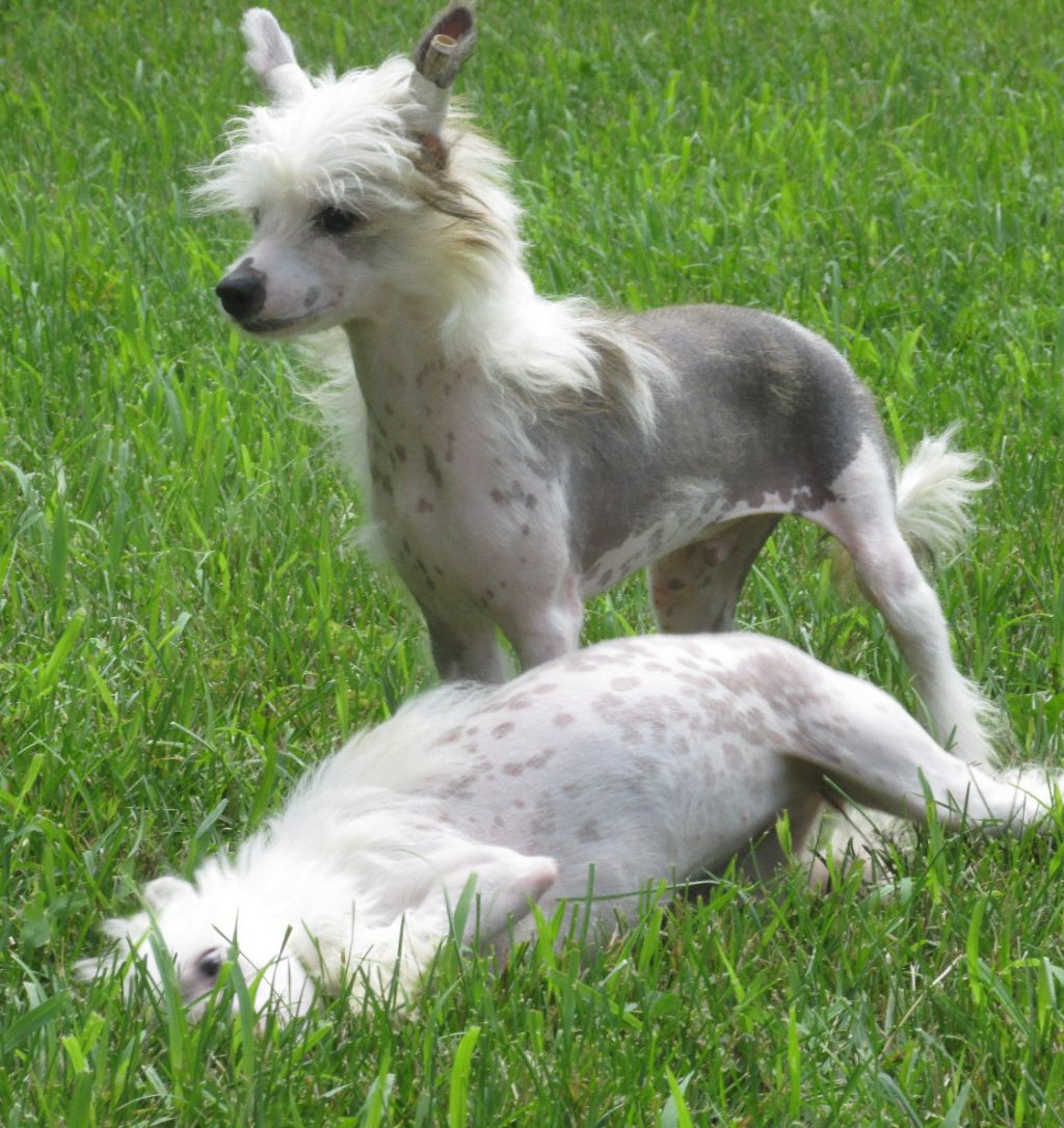 Pixietail Charlie Brown