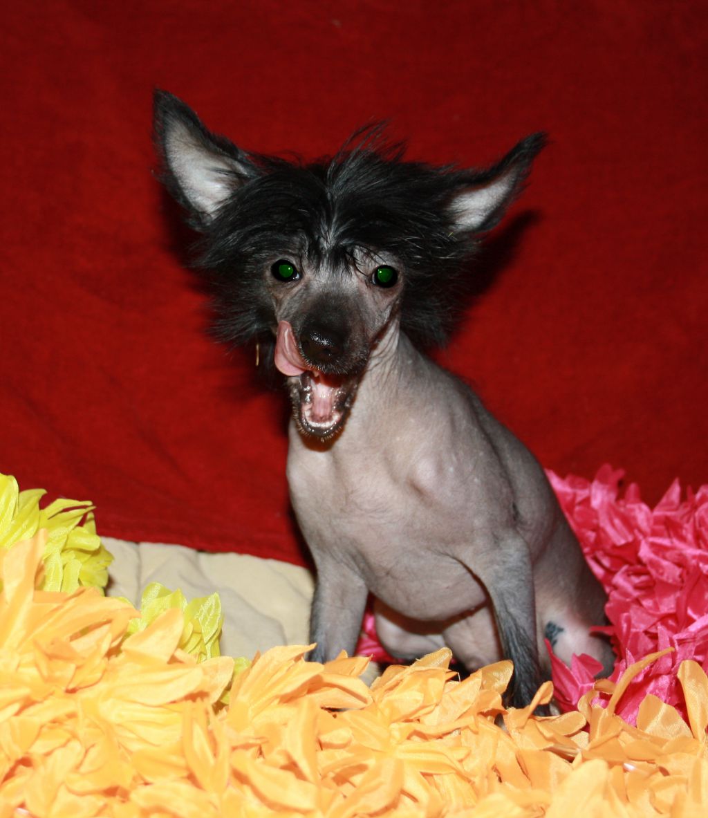 Charuyuschiy Soblazn Shenon