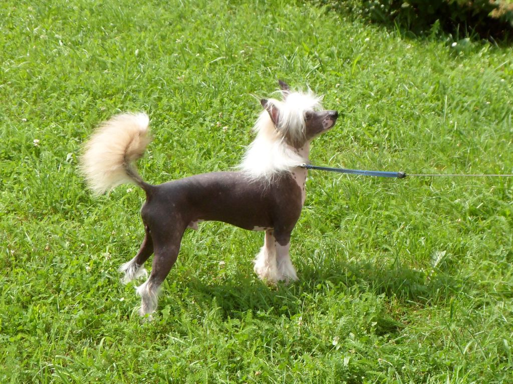 Dusty od Zlateho moku