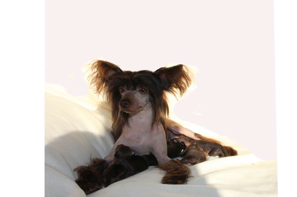 Bi-lav plus Pervaja Ledi