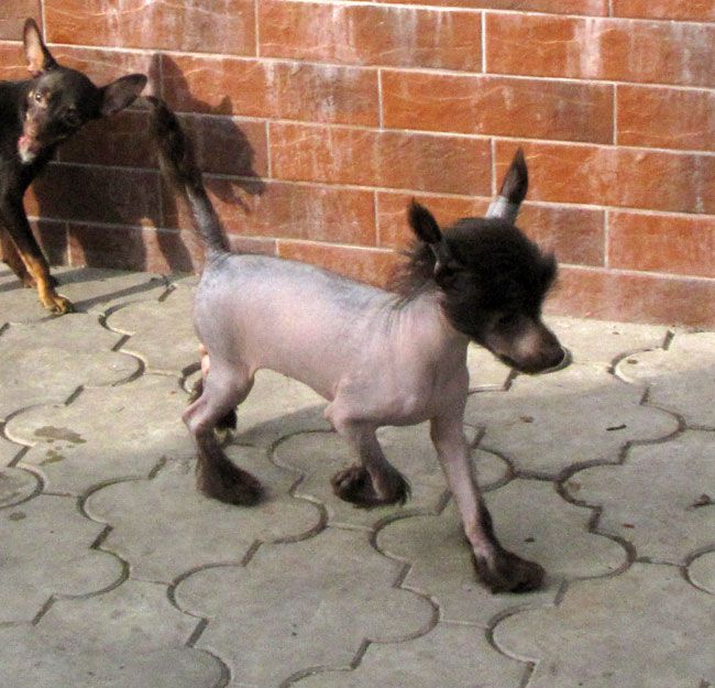 Bi-lav Plus Palawan for Orero Lovely