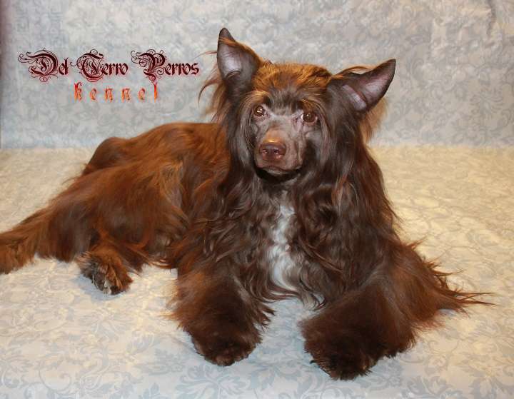 Bi-lav Plus Puff Del Terro Perros