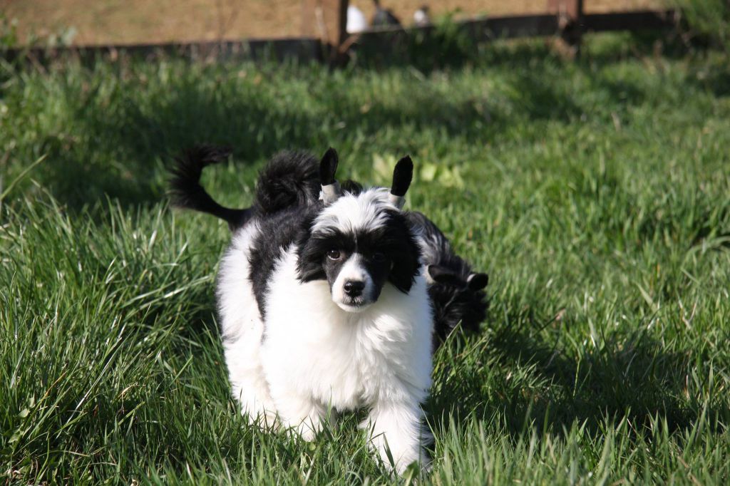 Conan z Jestrebiho kralovstvi