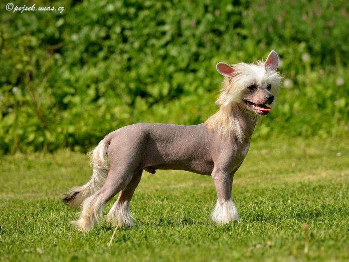 Cairo ze Zatopené chajdy