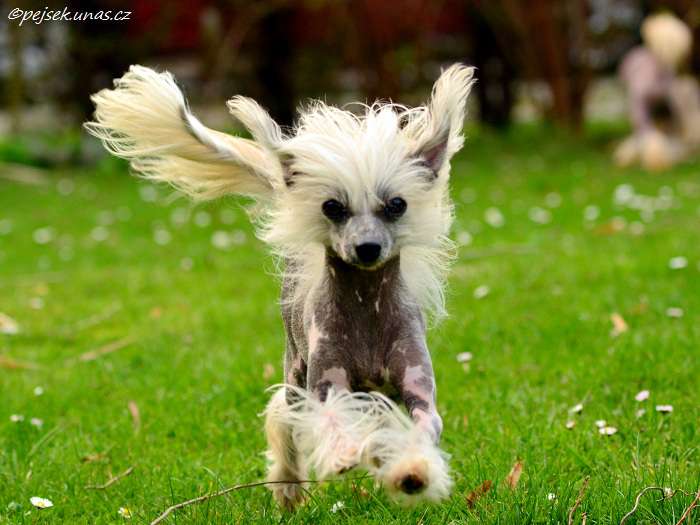 Caya ze Zatopene chajdy