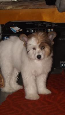 Kitayskiy Potseluy Joli