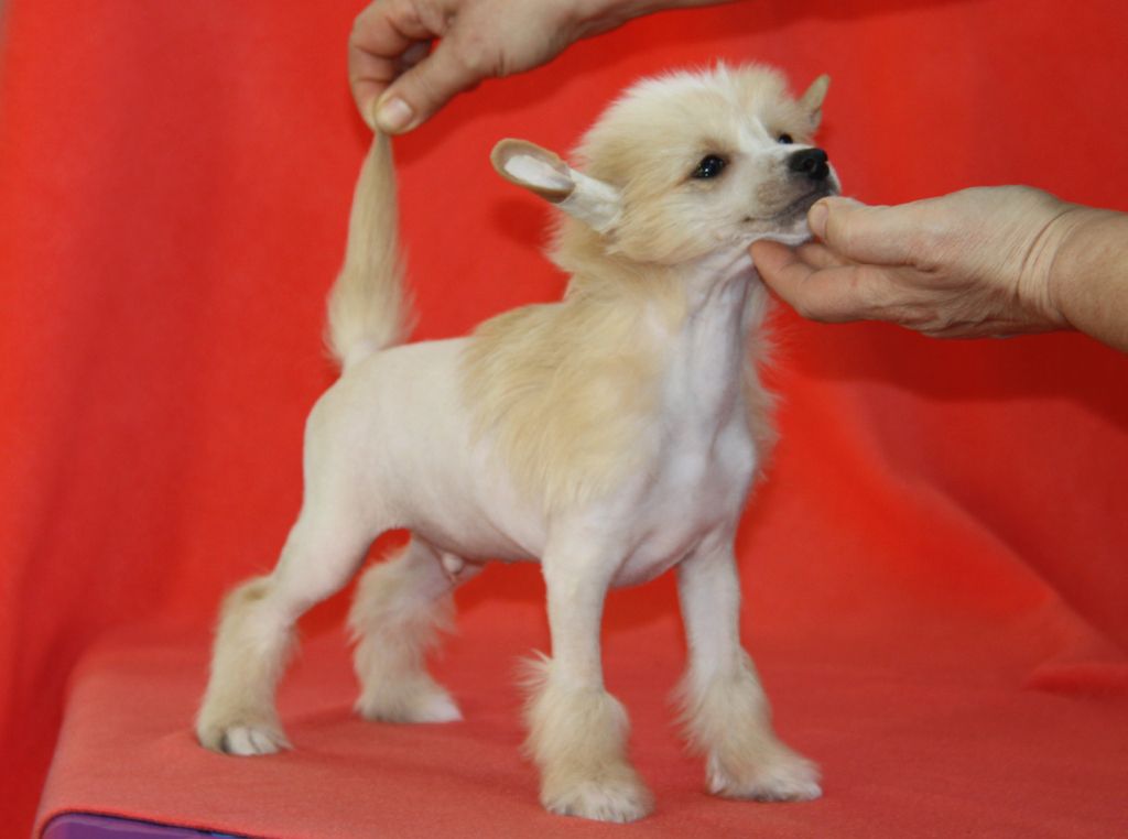 Zheneva-Debjut Ellait