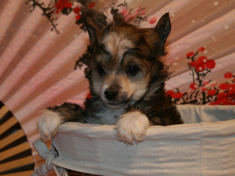 Sky Miracle Nobuyuki