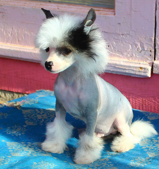 Angel O' Check  Piatyi Element