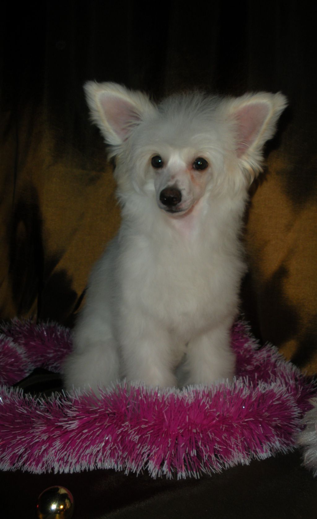 Crested Charm  Jasmine My Princess