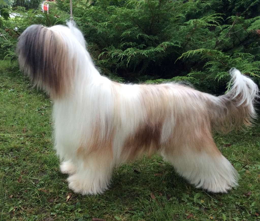 Chattanooga's Hevisaurus