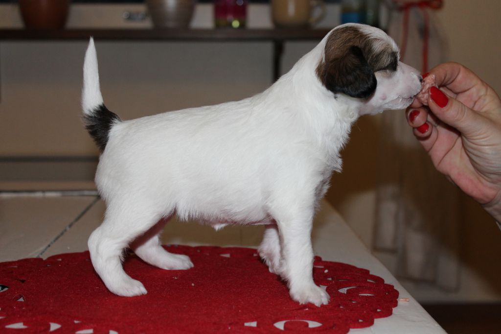 Chattanooga's Halipula