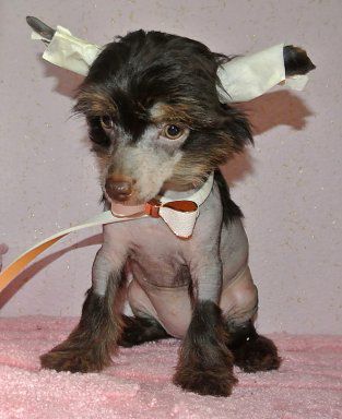 Super Star Latoya Jekson