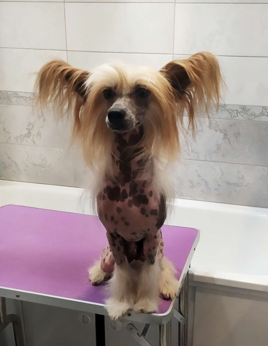 Sapfir iz Tsarskogo Sela Tiko Torres