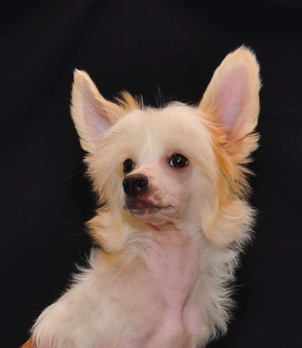 Sapfir iz Tsarskogo Sela Tibo Leon