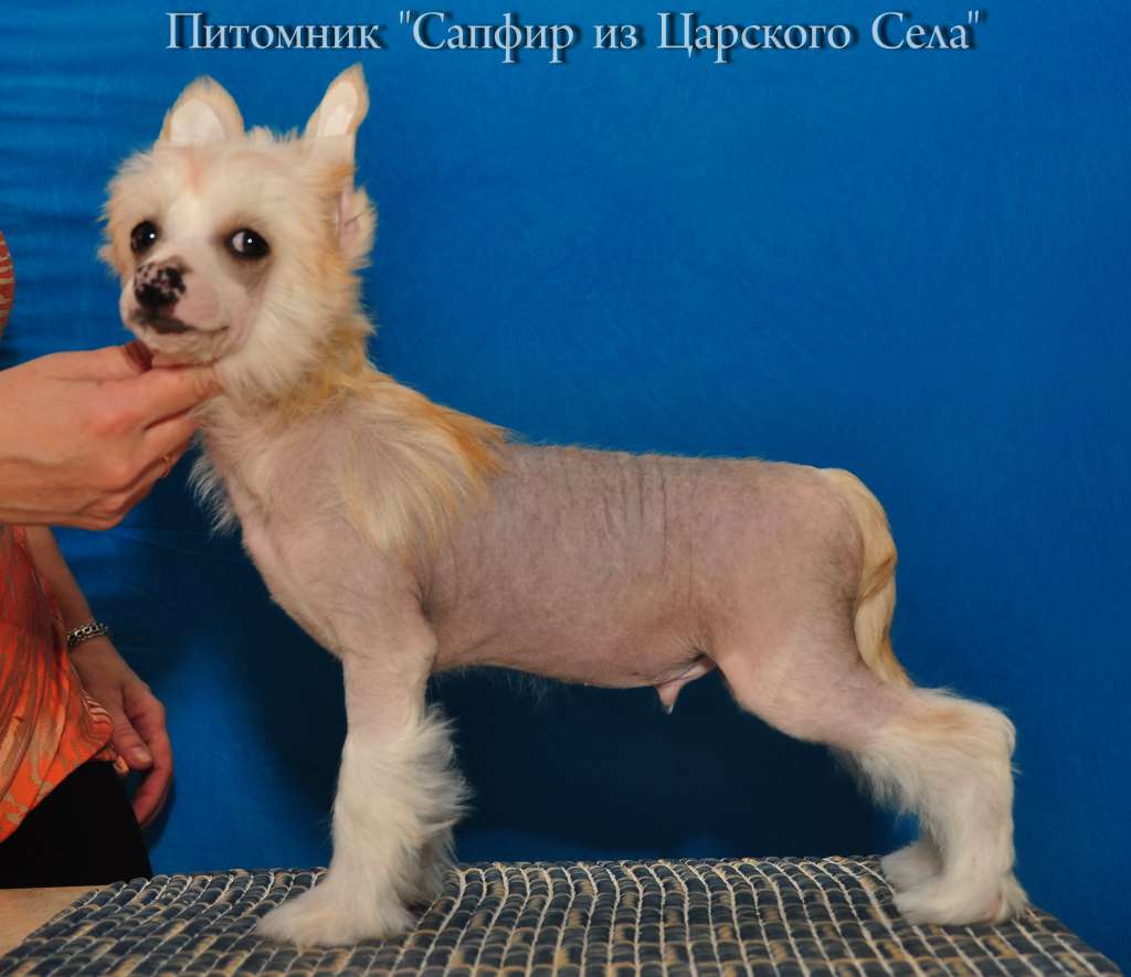 Sapfir iz Tsarskogo Sela Takeshi Kitano